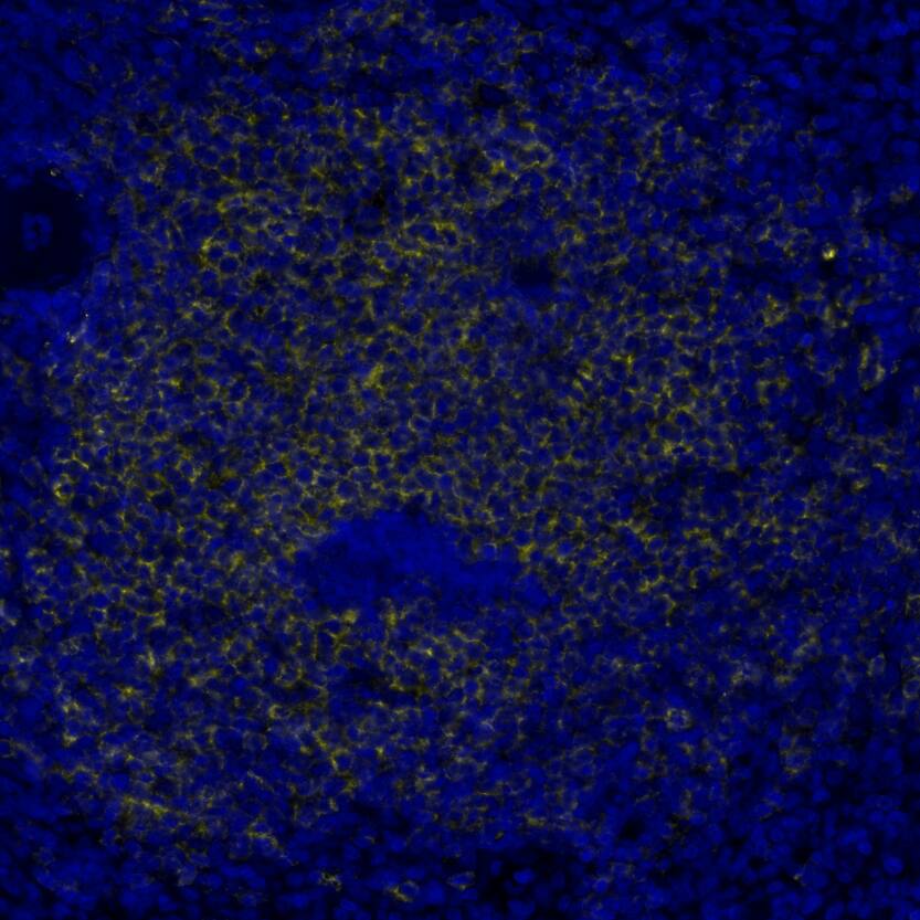 CD19 was detected in immersion fixed paraffin-embedded sections of human spleen using Mouse Anti-Human CD19, Monoclonal Antibody (Catalog #MAB11717) at 5ug/mL at 37 ° Celsius for 4 minutes. Before incubation with the primary antibody, tissue underwent an all-in-one dewaxing and antigen retrieval preprocessing using PreTreatment Module (PT Module) and Dewax and HIER Buffer H (pH 9; Epredia Catalog # TA-999-DHBH).Tissue was stained using the Alexa Fluor™ 647 Goat anti-Mouse IgG Secondary Antibody at 1:200 at 37 ° Celsius for 2 minutes. (Yellow; Lunaphore Catalog # DR647MS) and counterstained with DAPI (blue; Lunaphore Catalog # DR100). Specific staining was localized to the membrane. Protocol available in COMET™ Panel Builder.